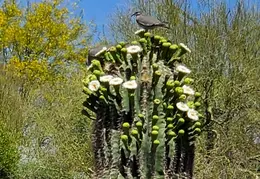 Desert Flowers 20250410 07