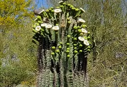 Desert Flowers 20250410 08