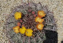 Fire Barrel Cactus Blooms 20240521 05