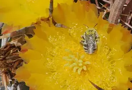 Fire Barrel Cactus Blooms 20240521 10