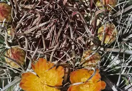 Fire Barrel Cactus Blooms 20240521 12