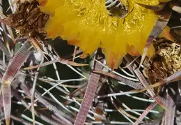 Fire Barrel Cactus Blooms 20240521 14