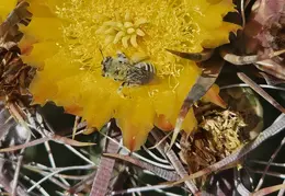 Fire Barrel Cactus Blooms 20240521 15
