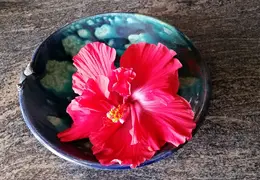 Flowers 20150617 114138