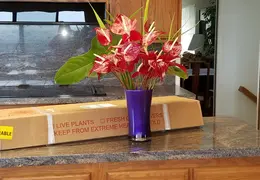 Flowers 20170208 104335