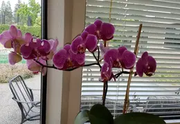 Flowers 20170611 185032