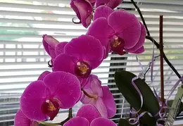 Flowers 20170611 185101