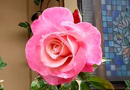 Flowers 20191114 135859