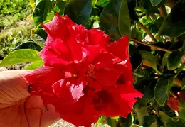 Flowers 20191124 134041