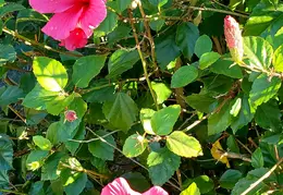 Flowers 20191124 134111