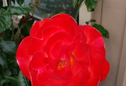 House Flowers 20190506 174744