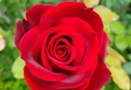 House Flowers 20190524 095713