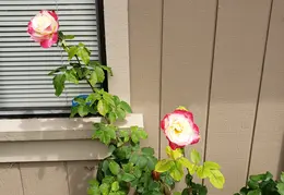 House Flowers 20190527 150654