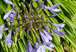 House Flowers 20190527 150709