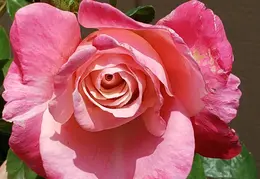 House Flowers 20190527 150739