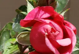 House Flowers 20190527 150800