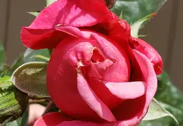 House Flowers 20190527 150802