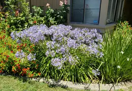 House Flowers 20190721 141209