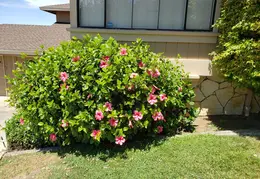 House Flowers 20190721 141234