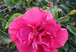 House Flowers 20191030 095519