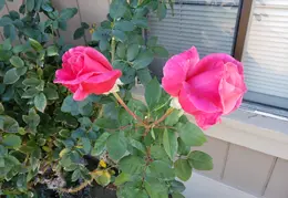 House Flowers 20191030 095531