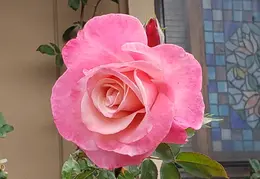 House Flowers 20191114 132052