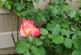 Flowers 20200406 145126