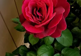 Flowers 20200412 135358