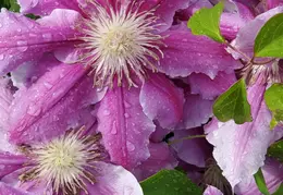 Flowers 20200416 160630