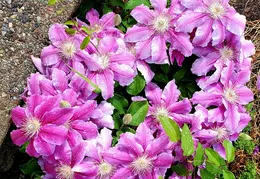 Flowers 20200416 161019