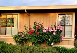 Flowers 20200420 192528