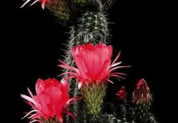 Flowers 20200619-205826