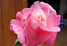 Flowers 20201207 214031