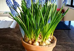 Flowers 20210129 091629