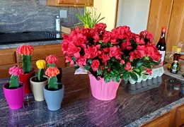 Flowers 20210301 160952