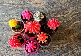 Flowers 20210309 113428