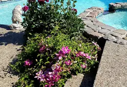 Flowers 20210606 093242