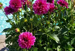 Flowers 20210606 093257