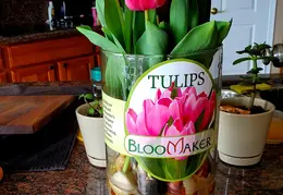 Flowers 20220221 133208