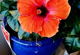 Flowers 20220622 120935