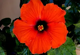 Flowers 20221009 131907