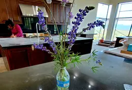 Flowers 20230406 154349