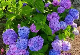 Flowers 20231008 170934 Facebook