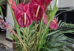 Flowers 20240206 122102