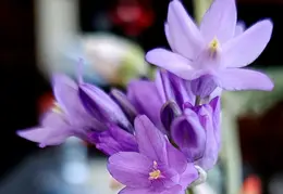 Flowers 20240315 091956