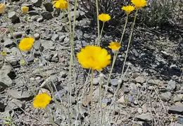 Flowers 20240502 110029