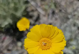 Flowers 20240502 110127