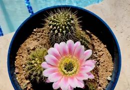 Flowers 20240529 091144