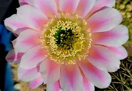 Flowers 20240529 091201