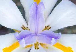 Fortnight Lily June 2017 05